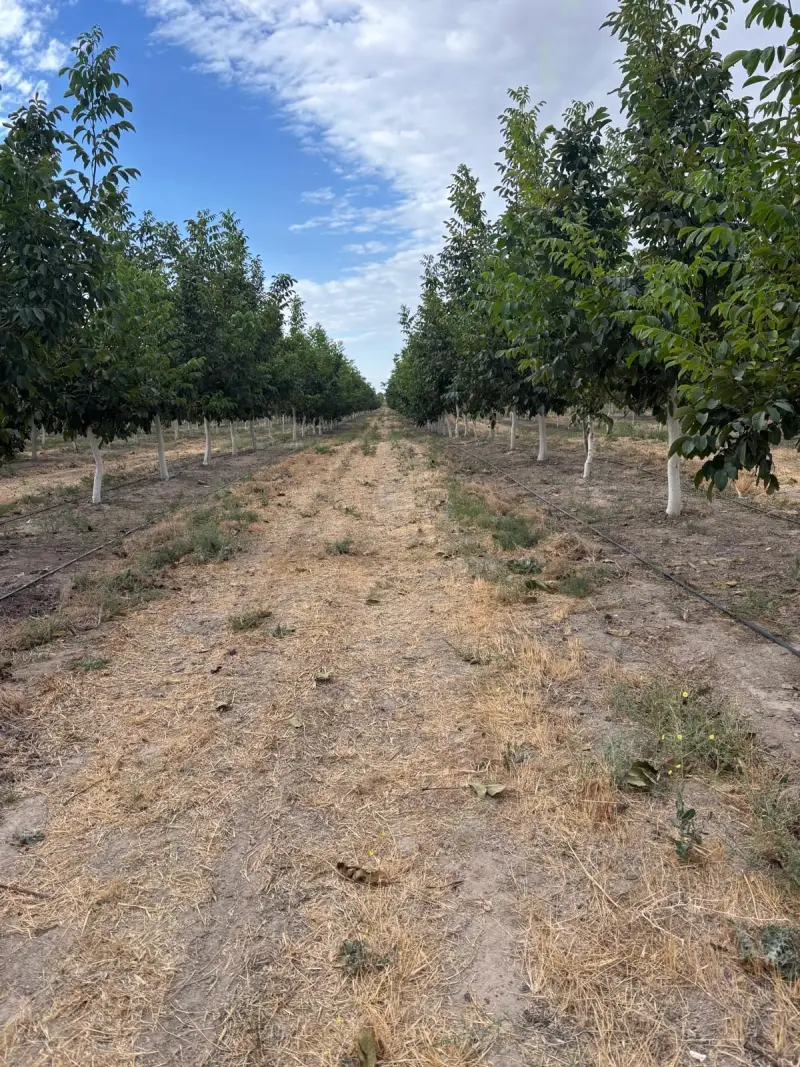 Bahçede ağaç sıraları arasındaki yol